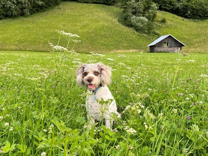 Hundehotel - Umgebungsschwerpunkt: am Land - Rauth (Nesselwängle) - In der Natur - Bader Suites