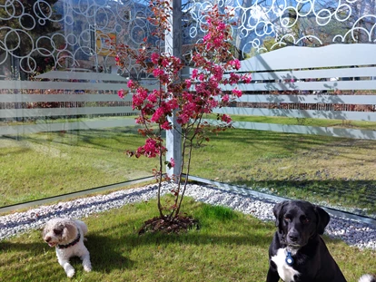 Hundehotel - Hundewiese: nicht eingezäunt - Mösern - Garten - Bader Suites