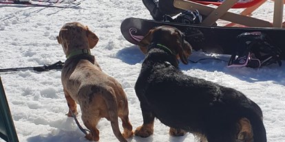 Hundehotel - Snowboarden - Ferienwohnungen Bergpanorama 