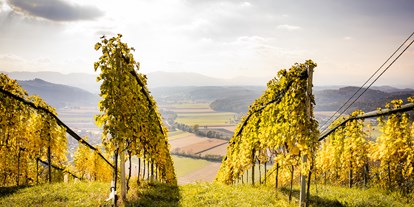 Hundehotel - Steiermark - Weingarten in Mattelsberg mit Blick nach Wippelsach - Ferienhaus Sausalblick 