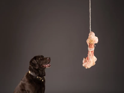 Hundehotel - Dogsitting - Gaschurn - ❤️India❤️ - Valavier Aktivresort 