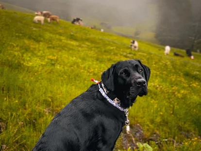 Hundehotel - Sauna - Davos Dorf - Unsere Vierbeinigen Gäste. Bergwelt genießen bei jedem Wetter. :-)  - Valavier Aktivresort 