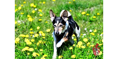 Hundehotel - Umgebungsschwerpunkt: am Land - Zingst - Unser Haushund Max freut sich auf Sie und Ihre Vierbeiner. - Hotel Gut Tribbevitz 