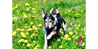 Hundehotel - Preisniveau: gehoben - Klausdorf (Vorpommern-Rügen) - Unser Haushund Max freut sich auf Sie und Ihre Vierbeiner. - Hotel Gut Tribbevitz 