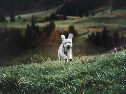 Hundehotel - Dogsitting - Gaschurn - Relax und Vitalhotel Adler 