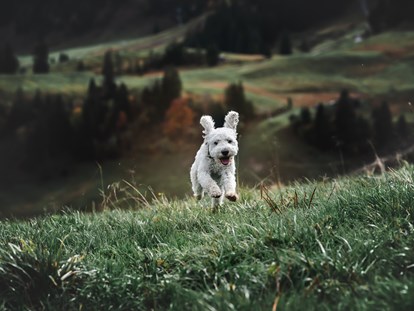 Hundehotel - Hundewiese: nicht eingezäunt - Montafon - Relax und Vitalhotel Adler 