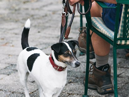 Hundehotel - Hundewiese: nicht eingezäunt - Haller - Hotel Aurora