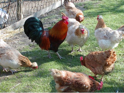 Hundehotel - Umgebungsschwerpunkt: am Land - Großhart (Hartl) - unsere eigenen Hühner liefern täglich Eier für Deine Lieblings-Eierspeise - Landhaus FühlDichWohl- Boutique Hotel