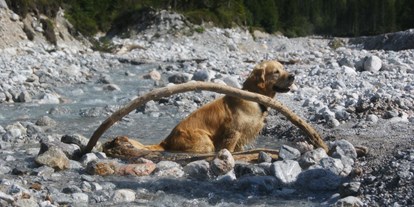 Hundehotel - Hundewiese: nicht eingezäunt - PLZ 5550 (Österreich) - Wander- Landhotel Schafhuber