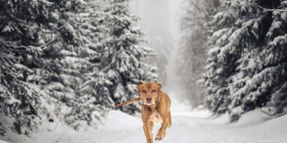Hundehotel - Internet - Münchberg - Gasthund Jonny im winterlichen Fichtelgebirge - Das MUSSEA Landhaus Chalet & Scheunenloft