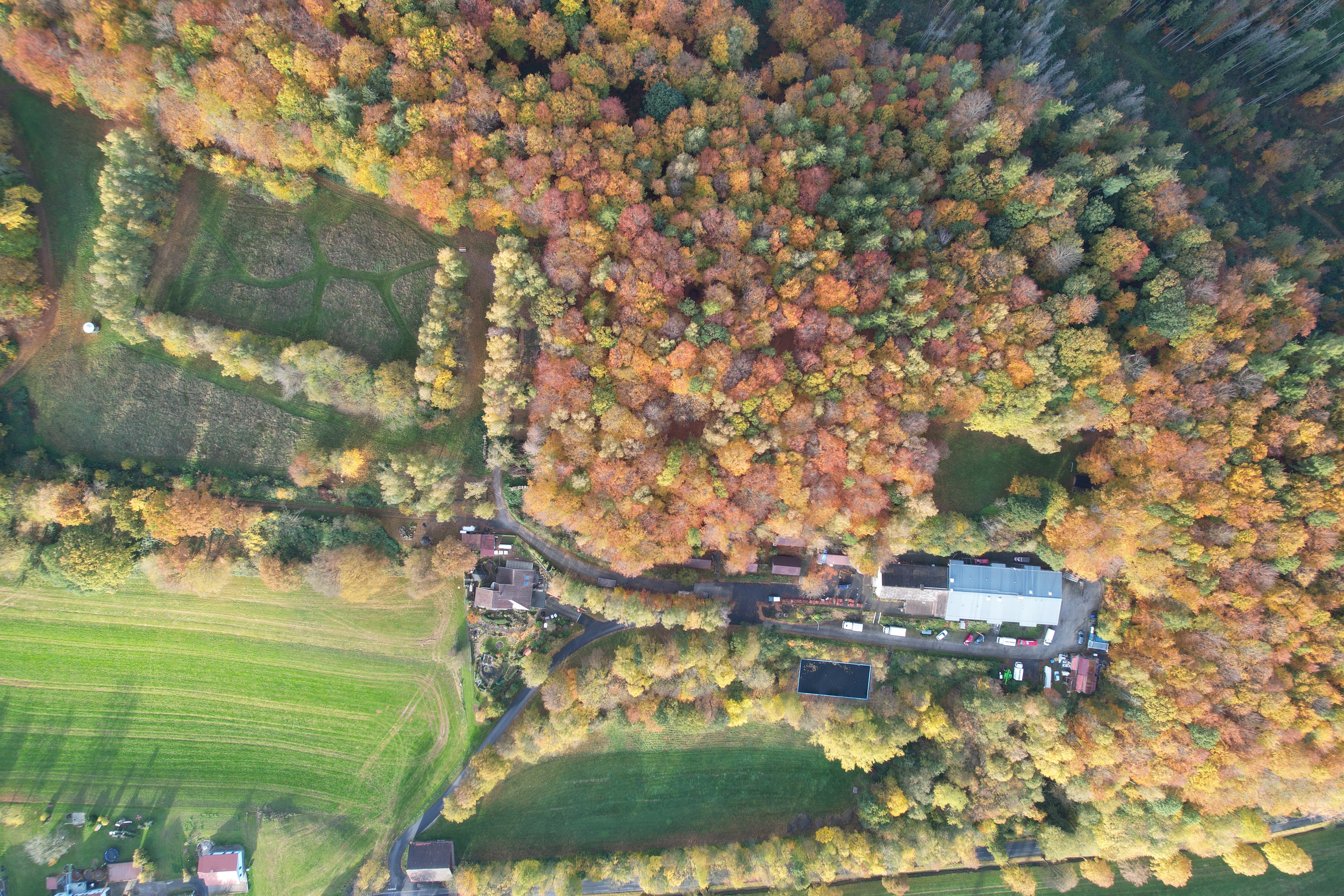 Urlaub-mit-Hund - Waldpark Lukas und Cornelius
