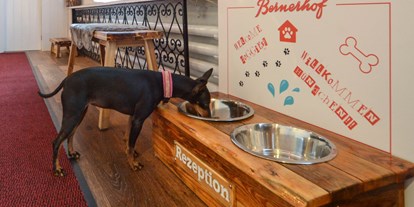 Hundehotel - Hundewiese: eingezäunt - Lauterbrunnen - Swiss Lodge Hotel Bernerhof