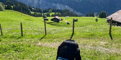 Hundehotel - Hundewiese: eingezäunt - Berner Oberland - Swiss Lodge Hotel Bernerhof