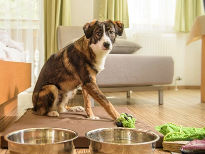 Hundehotel - ausschließlich für Hundeliebhaber - Radstadt - Hier schaut mal, Begrüßungspaket mit Spielzeug :-) - GRUBERS Hotel Apartments Gastein