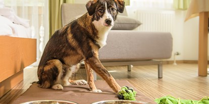 Hundehotel - Besorgung Hundefutter - Hier schaut mal, Begrüßungspaket mit Spielzeug :-) - GRUBERS Hotel Apartments Gastein