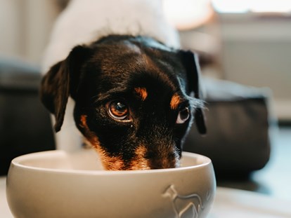 Hundehotel - Verpflegung: Frühstück - Nordrhein-Westfalen - Hund im Zimmer - Parkhotel Gütersloh