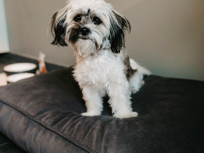 Hundehotel - Hundewiese: nicht eingezäunt - Anröchte - Hund im Zimmer mit Treatment - Parkhotel Gütersloh