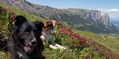 Hundehotel - Hundewiese: eingezäunt - Saltaus bei Meran - Sommerurlaub mit Hund - Schwarzer Adler 