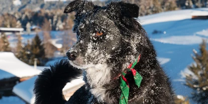 Hundehotel - Hundewiese: eingezäunt - Saltaus bei Meran - Winterurlaub mit Hund - Schwarzer Adler 