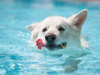 Hundehotel - Bademöglichkeit für Hunde - Bayern - Hundepool - Seehotel Moldan