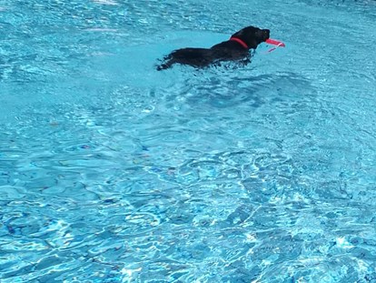 Hundehotel - Pools: Außenpool beheizt - Seehotel Moldan