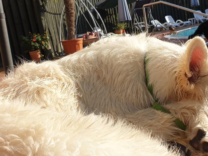 Hundehotel - Hund im Restaurant erlaubt - Standesgemäß ausruhen - Seehotel Moldan