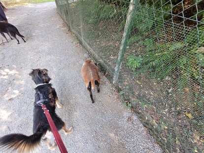 Hundehotel - Doggies: 6 Doggies - Neukirchen vorm Wald - Wildpark - Seehotel Moldan