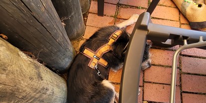 Hundehotel - Hund im Restaurant erlaubt - Seehotel Moldan