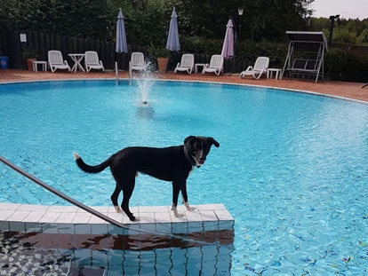 Hundehotel - Hundewiese: eingezäunt - Kohlhof - Pool - Seehotel Moldan