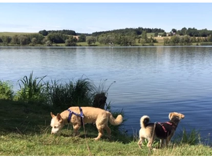 Hundehotel - Hundewiese: eingezäunt - Kohlhof - Hunde am See - Seehotel Moldan