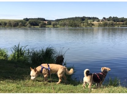 Hundehotel - Umgebungsschwerpunkt: See - Neukirchen vorm Wald - Hunde am See - Seehotel Moldan