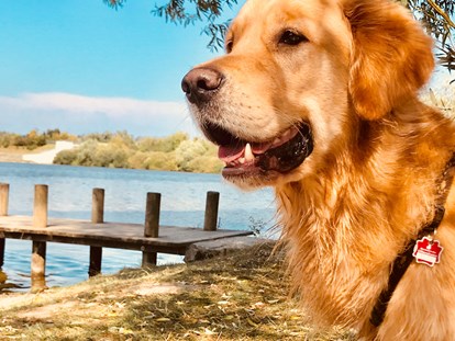 Hundehotel - Hundewiese: eingezäunt - Kirchweidach - Seehotel Moldan
