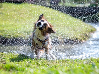 Hundehotel - Bademöglichkeit für Hunde - Höch (Flachau) - Wandern in der Natur - Almfrieden Hotel & Romantikchalet