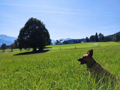 Hundehotel - Umgebungsschwerpunkt: am Land - Unterberg (Großarl, Dorfgastein) - Almfrieden Hotel & Romantikchalet