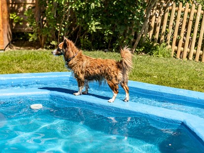 Hundehotel - Bademöglichkeit für Hunde - Schladming - unser neuer Hundepool - Almfrieden Hotel & Romantikchalet
