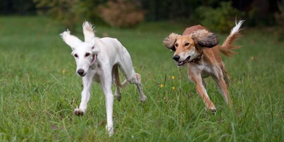 Hundehotel - Hundewiese: eingezäunt - Chiemsee - Resorthotel Chalet Valley