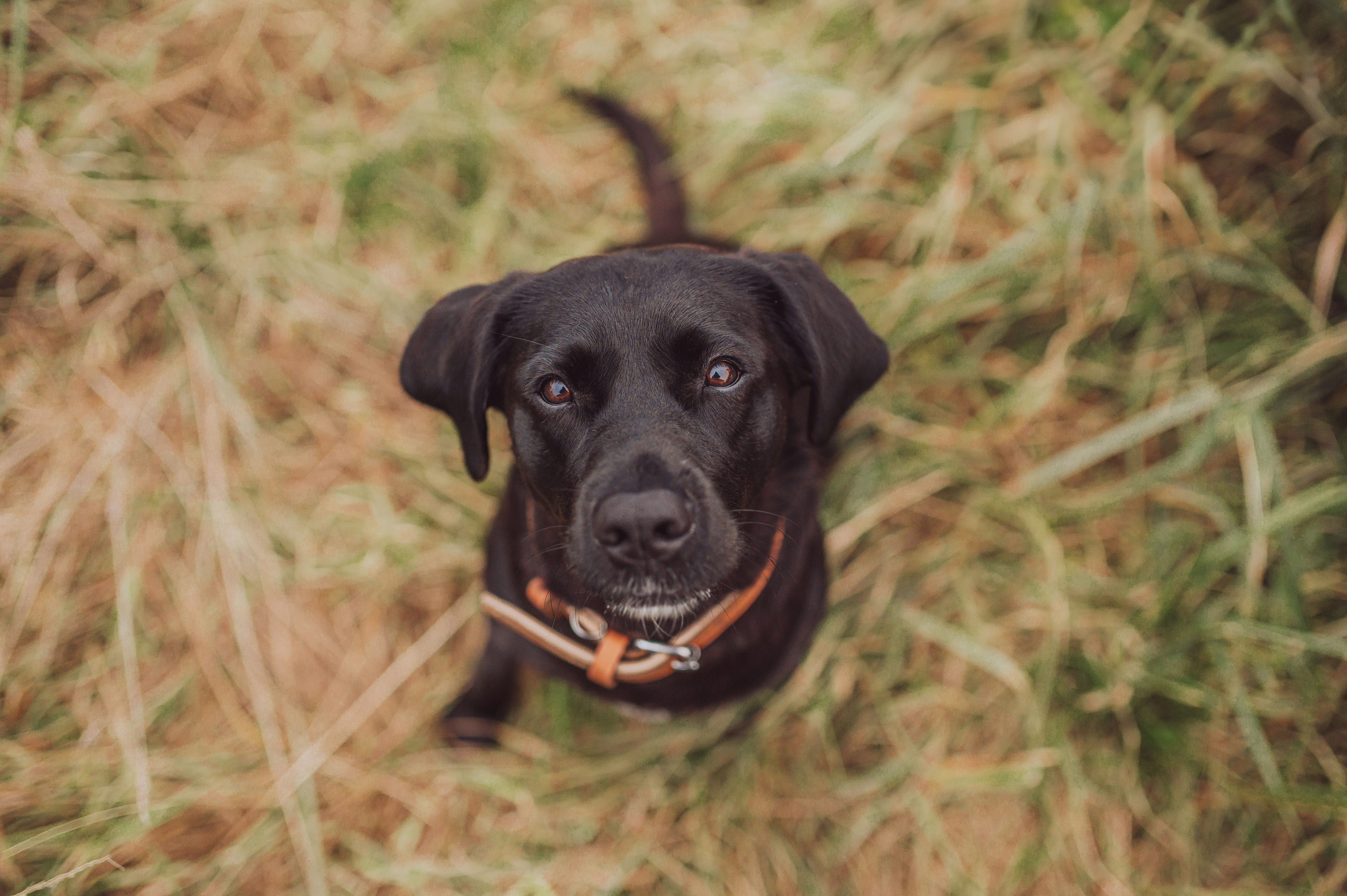 Urlaub-mit-Hund - Familien- Gesundheitshotel Villa Sano