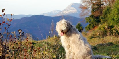 Hundehotel - Hund im Restaurant erlaubt - Wildkräuterhotel Steinschalerhof
