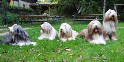 Hundehotel - Hundewiese: eingezäunt - Mampasberg - Wildkräuterhotel Steinschalerhof