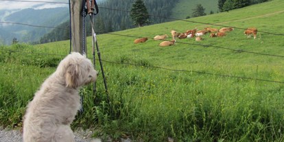 Hundehotel - Hundewiese: eingezäunt - Mooshuben - Wildkräuterhotel Steinschalerhof