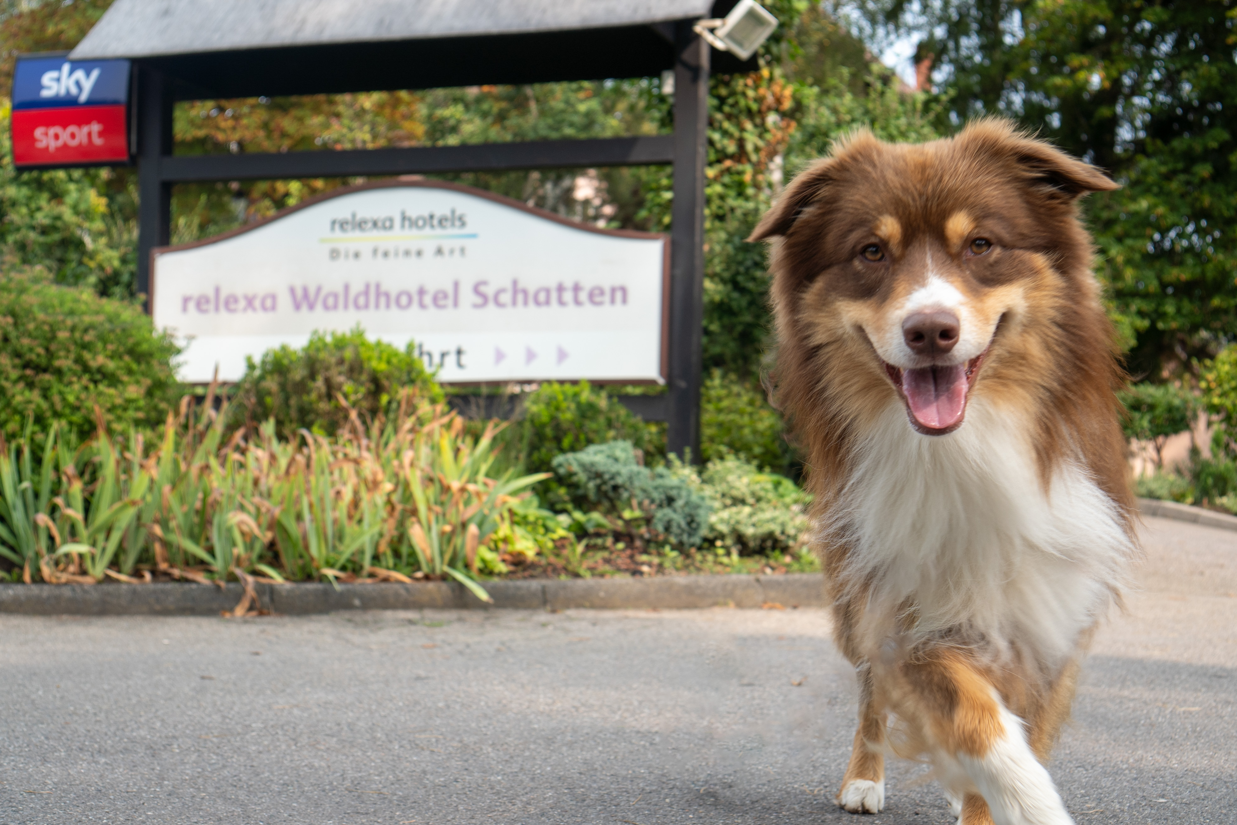Urlaub-mit-Hund - relexa Waldhotel Schatten Stuttgart