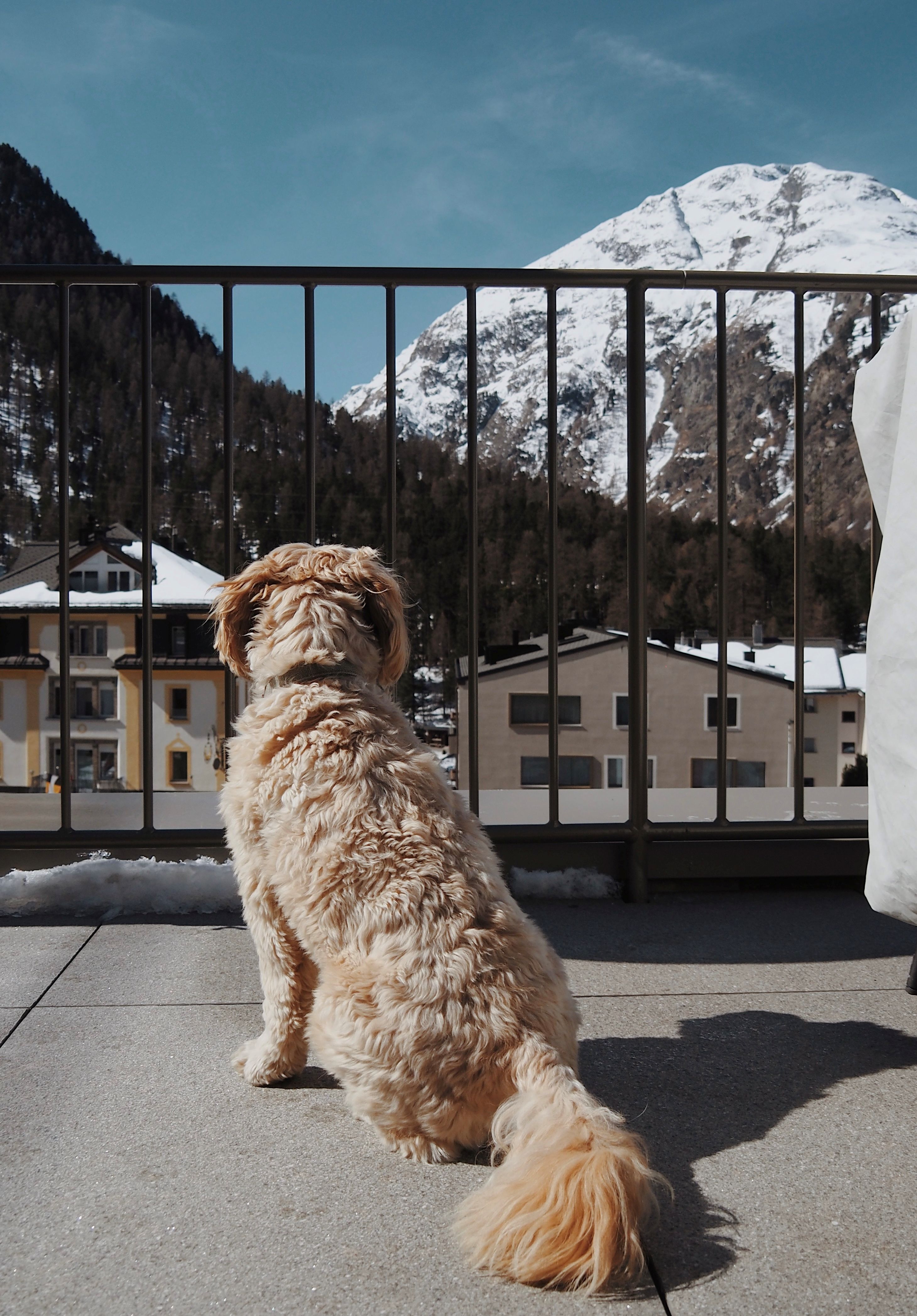 Urlaub-mit-Hund - Hunde sind im gesamten Hotel herzlich willkommen. - Sunstar Pontresina