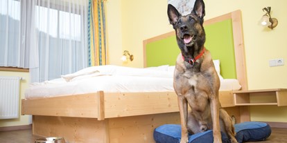 Hundehotel - keine Leinenpflicht im Hotel - PLZ 5630 (Österreich) - Doppelzimmer - Hotel Grimming Dogs & Friends