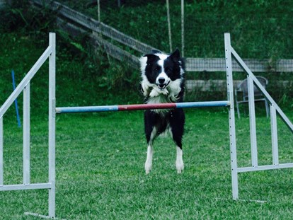Hundehotel - Hundewiese: eingezäunt - Dorfgastein - Trainings am Freiplatz - Hotel Grimming Dogs & Friends