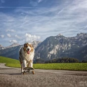 Hundehotel: Spiel und Spaß auf zwei oder vier Beinen - Hotel Grimming Dogs & Friends
