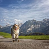 Urlaub-mit-Hund: Spiel und Spaß auf zwei oder vier Beinen - Hotel Grimming Dogs & Friends