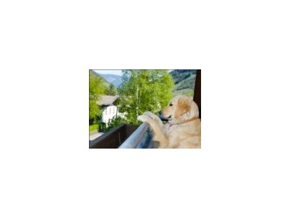 Hundehotel - Hundewiese: eingezäunt - Mitten - Hotel Grimming Dogs & Friends