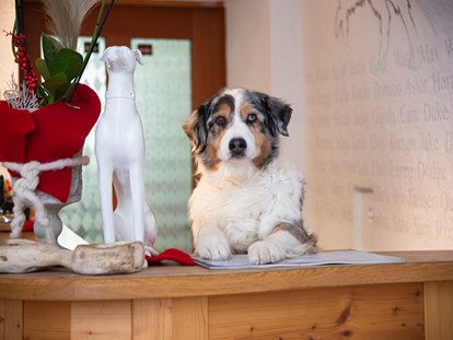 Hundehotel - Besorgung Hundefutter - Unterburg (Kals am Großglockner) - Hotel Grimming Dogs & Friends