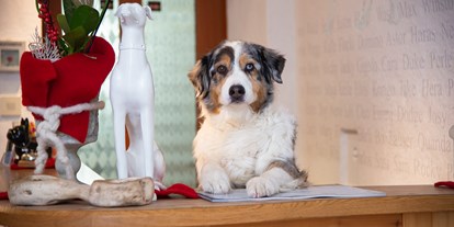 Hundehotel - Besorgung Hundefutter - Hotel Grimming Dogs & Friends