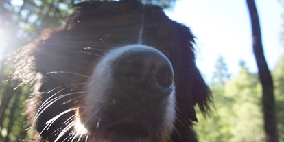 Hundehotel - Umgebungsschwerpunkt: Berg - Damüls - Hunde willkommen - Der Kleinwalsertaler Rosenhof